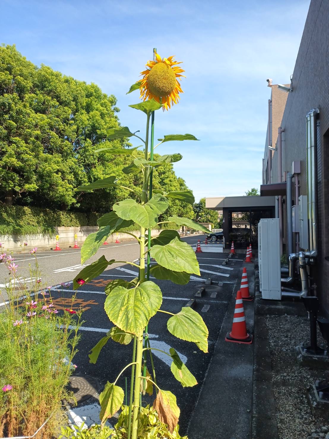 7月27日・28日【二日葬】大和斎場