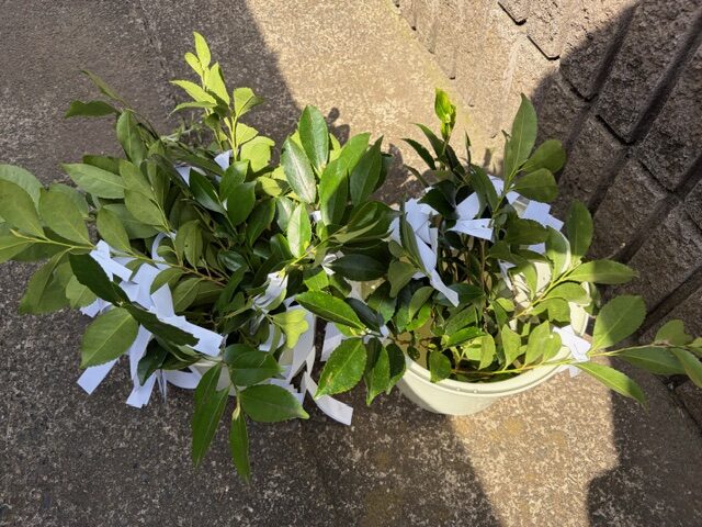 4月14日【火葬式】自宅